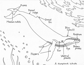 teotw-humpback-whale-puzzle-b